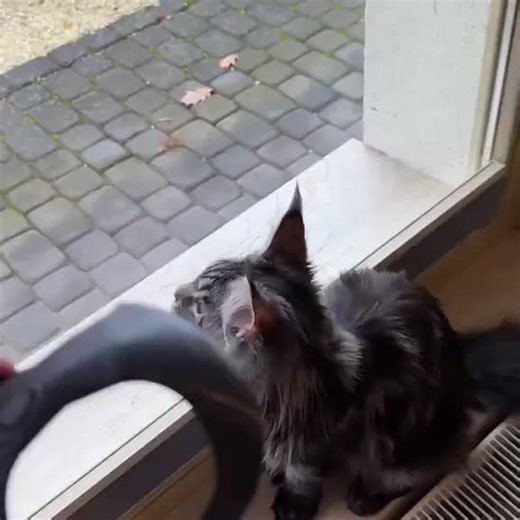 🦇😾#batman #cat #catsoftiktok