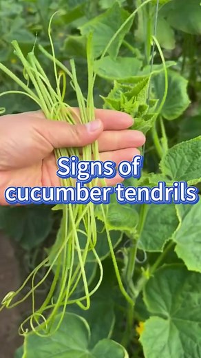 Cucumber tendrils send messages or gives a sign #garden #planting #farming #gardening #gardeningtips | Agriculture 2.1
