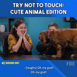 19K views · 947 reactions | This Try Not To Touch Challenge is impossible! Who can resist the cuteness 梁 | REACT Bullseye | Facebook