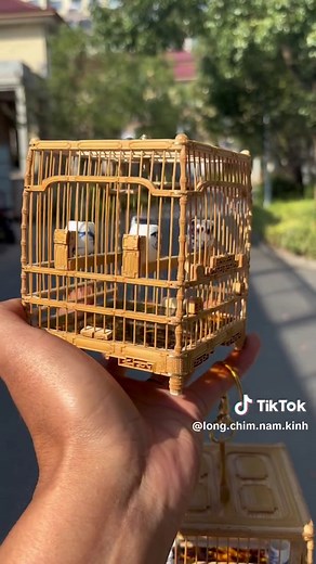 LỒNG CHIM NAM KINH trên TikTok