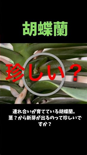 【胡蝶蘭】栽培 #胡蝶蘭 #ガーデニング