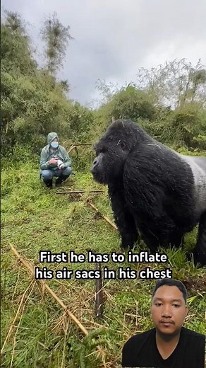 MASSIVE GORILLA BEATS HIS CHEST! 😱 Close Encounter Like NEVER Before! 🔥#gorilla #nature #wildlife 🦍