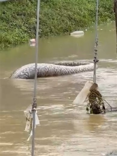 Reuze Slang Gespot in Zuid-Thailand😮