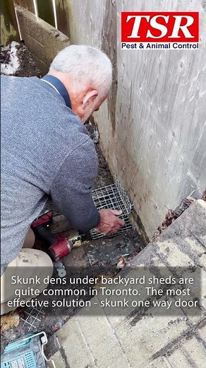 Skunks Living Under Your Backyard Deck? Here is The Best Way of Solving the Problem Most of the Time