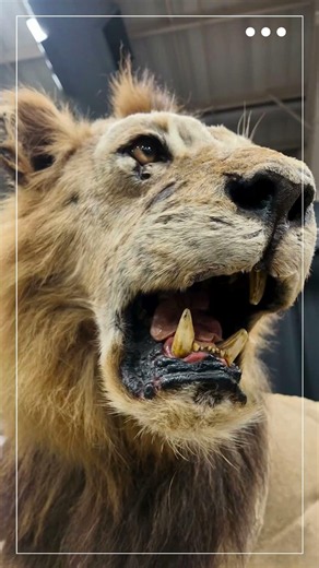 Australian Hunter in South Africa - Inside HuntEx South Africa #wildlife