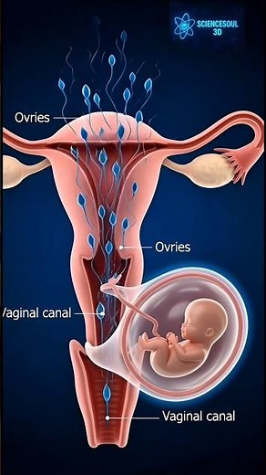 This System Controls Human Birth 😮 | Female Anatomy in 3D #education #anatomy #Biology