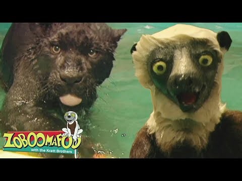 🔴 Zoboomafoo LIVE 24/7 🔴 Swimming Fun | Full Episodes Compilation | Zoboomafoo - WildBrain