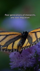 Have you spotted a migrating monarch this year? Every fall, these incredible butterflies migrate thousands of miles south to escape the cold weather 🦋 | National Geographic Animals