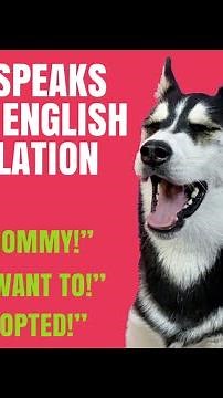 HUSKY SPEAK PERFECT ENGLISH COMPILATION!