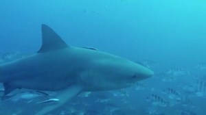 9.2K views · 290 reactions | Diving a wreck in #Florida @ryansuits #spearfishing_reviews | Spearfishing Reviews | Facebook