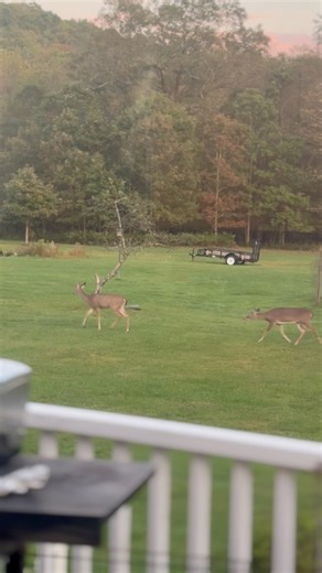 #moviereview | Renee Wells