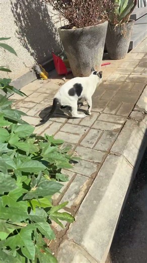 Moaning old cat #asmrsounds