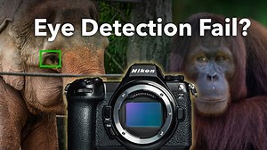 Nikon Z6 III Animal Eye AF REAL WORLD Success or Struggle (ISO & DR Test)