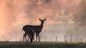 Nature - Making The Private Life of Deer - Twin Cities PBS
