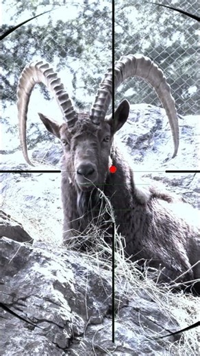 Ibex Hunting | Caccia allo stambecco | Chasse au bouquetin | Steenbokjacht