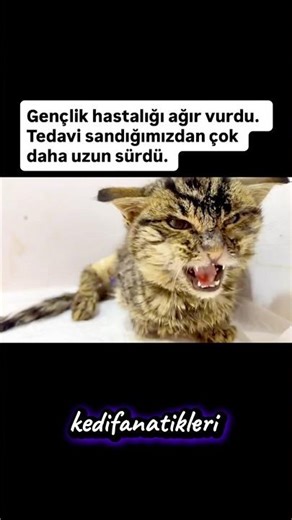 📌 Gümüş hâlâ yoğun bakımda 😥 😥 😥