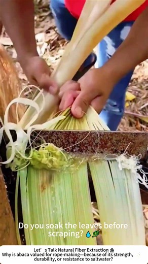 Extracting Abaca Fiber by Hand – A Traditional Filipino Craft 🌿