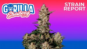Strawberry Gorilla | Strain Report