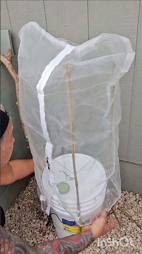 Hydroponic Tomato Cage DIY #kratky #garden Part 2