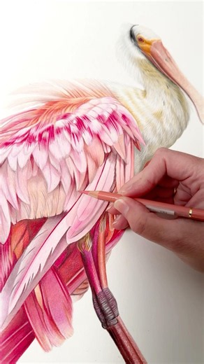 Drawing A Roseate Spoonbill Bird In Colored Pencil