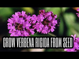 How to Grow Verbena rigida from Seed
