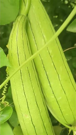 chameleon eating the leaves of the calabash tree.
