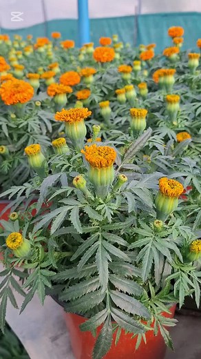 Name: Marigold #Fyp #unfrezzmyaccount #creatorsearchinsights #summer #plantlover #ATPH #fyp