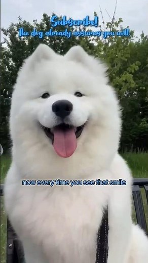 This "Smiling" Dog Is Secretly Built for the Arctic 😂❄️