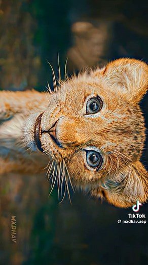 4K Mufasa The Lion King Tribute Edits
