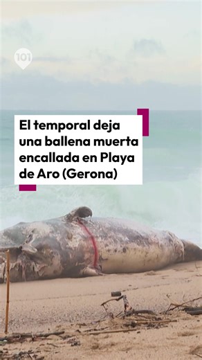 🐋El temporal deja una ballena muerta encallada en Playa de Aro (Gerona). El animal, una cría de cachalote, ha sido localizado frente a la gerundense Playa de Aro, a la altura del Hotel Aromar. El hallazgo ha provocado que curiosos de la zona se acerquen a ver de cerca el ejemplar fallecido. Inicialmente, el animal se encontraba flotando mar adentro, pero la corriente lo fue desplazando hasta la arena. El episodio coincide con el temporal marítimo que estos días afecta el litoral catalán, con fu