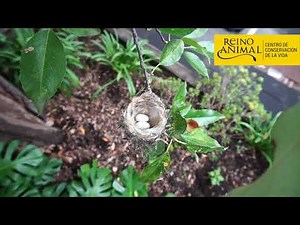 EL colibrí esta perdiendo su hábitat.