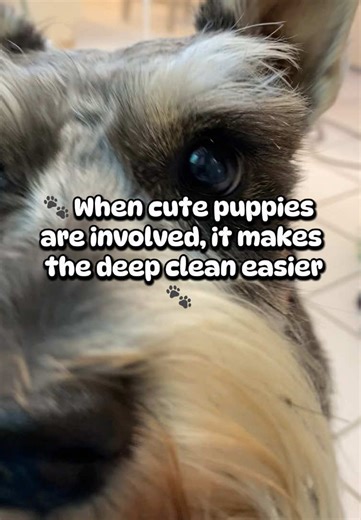 🐾 When cute puppies are involved, it makes deep cleans easier 😅 #cleantok #canipetthatdog #schnauzer #deepclean #deepcleaning