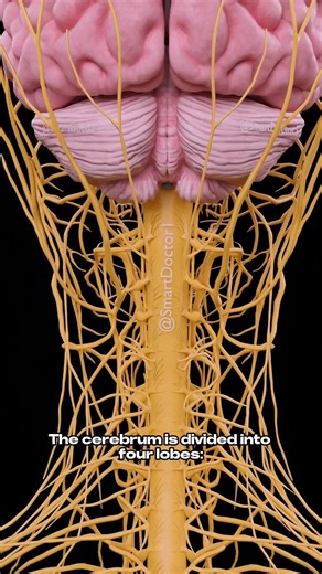 Smart Doctor | Brain Unlocked: The LEGO Blueprint of Our Brain! 🧠 . . The human brain is a complex and intricate organ, often likened to a sophisticated... | Instagram