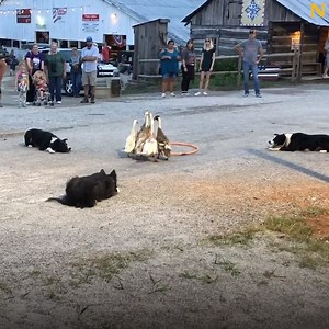 Can the owner come and train my dogs please 🤣🤣 Via Viralhog | Newsner.com