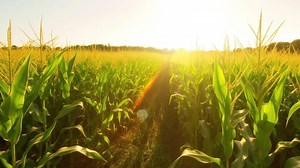 Download Slow motion field coffee bushes at sunset, farm agricultural product natural. . for free