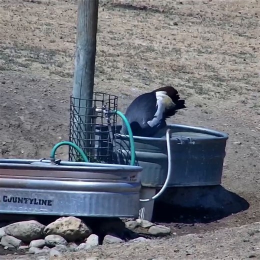 The water hole — 💦 These water tanks serve many purposes for the animals in our savannah habitat, offering plenty of refreshment depending on who’s stopping by! Today, it’s this African crowned crane’s turn to cool off and enjoy a splash. Every bird needs a bath! #safariwest #santarosa #sonomacounty #crowncrane #greycrownedcrane | Safari West