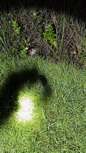 10K views · 196 reactions | That’s a Florida muskrat and no! I did not hurt him whatsoever I let him go I just have to hold him firmly or I’ll get bit #fyp #foryou #rat #pet #cute #fblifestyle | Yoink guy | Facebook