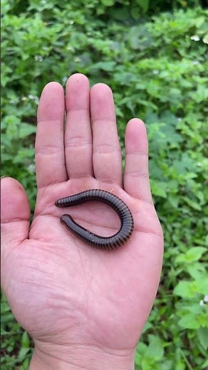 “The growth process of a millipede” 🐛