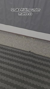 TIGER SNAKE HIDING UNDER MATTRESS Marcus of Diamond Creek walked down the stairs inside his home and nearly stepped on this tiger snake which then moved underneath a mattress the family was going to move. Snakes going inside homes still with the hot weather. #australia #snake | The Snake Hunter