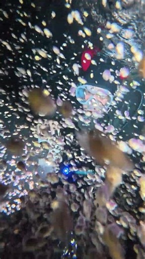 Larval swimming crabs (Portunidae megalopa stage): 7/10