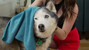 Free ways to help reduce some of your dog's allergy symptoms