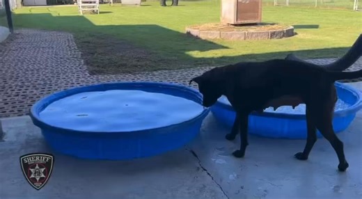 12K views · 202 reactions | BCSO BONDABLE PUP ADOPTION FEES WAIVED:...