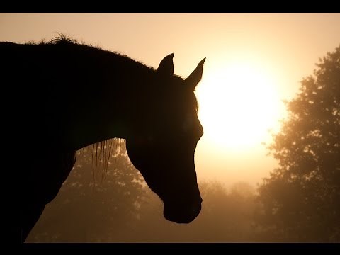 Sleeping Music, Deep Sleep Music, Insomnia, Sleep Therapy, Meditation, Study, Zen, Spa, Sleep, ☯131