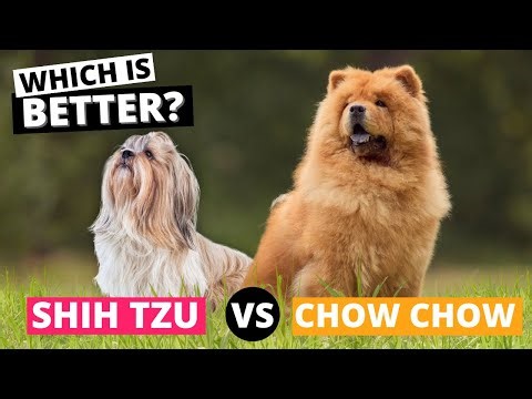 Shih Tzu vs. Chow Chow: Which is Better?