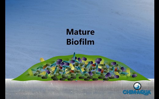 How Biofilms Form 生物膜的形成过程 (英文)