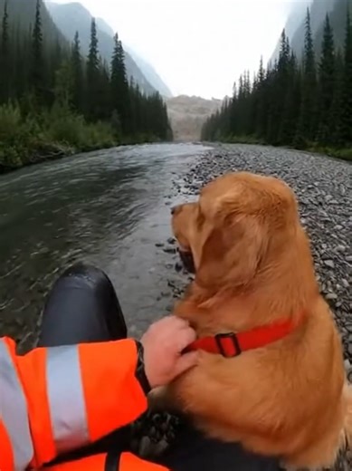 A Mudslide's Impact on Wildlife: A Heart-Wrenching Story