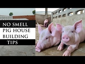 Have A No-Smell Pig House In 2023 (How To Build A Modern Pig House)