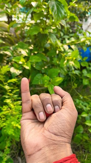 strong and stingky❤️😜😂#anyuniqueanimals #insects#beetle