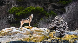 10K views · 115 reactions | Takaya has lived alone on an island off...