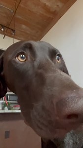 My second child vs my 1st child… . . #puppy #gsp #outdoors #fishing #kayaking #birddog | Justin Floyd